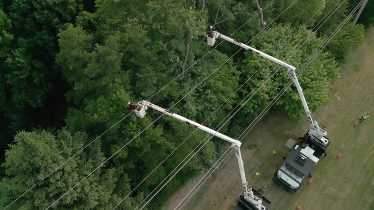 Best Storm Damage Tree Cleanup  in Beloit, OH